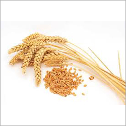 Whole Wheat Seeds