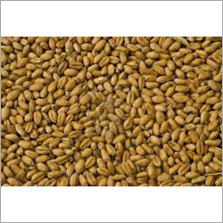 Organic Grain Seeds