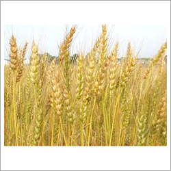 Certified Wheat Seeds