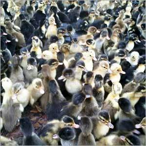 Runner Ducks
