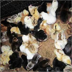 Country Chicken Chicks