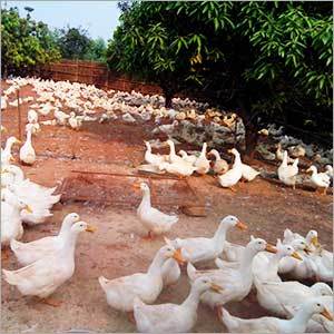 White Pekin Ducks