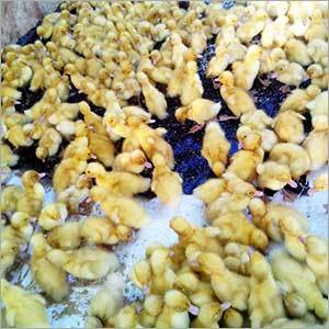 Pekin Chicks