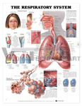 The Respiratory System Anatomical Chart - Paper, 20"x26", Red | Detailed Anatomy, Educational Reference, High Resolution
