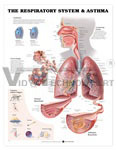 The Respiratory System And Asthma Anatomical Chart - Laminated Paper, 20" x 26", Blue, Detailed Illustration, Asthma Triggers