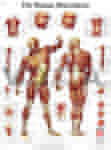 Human Musculature - Anatomical Chart