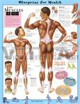 Blueprint For Health Your Muscles Anatomical Chart