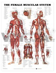 The Female Muscular System Anatomical Chart - Paper, 20"x26", Red | Detailed Anatomy, Anterior/Posterior Views, Educational Tool