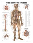 Human Nervous System Anatomical Chart 