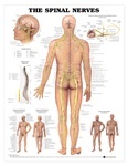 Human Spinal Nerves Anatomical Chart 