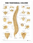 Human Vertebral Column Anatomical Chart 