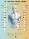 The Vegetative Nervous System - Paper 20 x 26 in, Blue Detailed Anatomical Chart