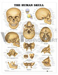 The Human Skull Anatomical Chart - Paper 20"x26" Beige, Detailed Multi-View Educational Tool
