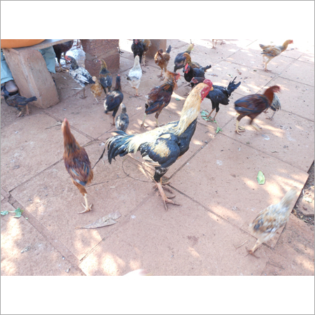 Pure Country Chicken