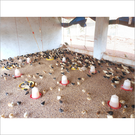 Vaccination And Feed During The Initial Stage