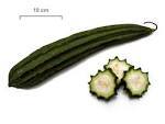Ridge gourd