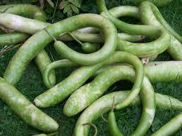 Snake gourd