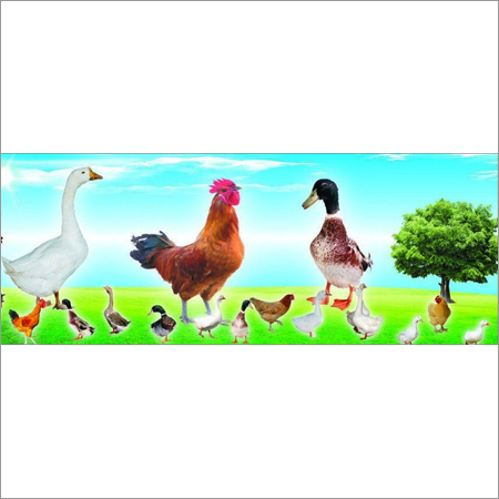 Poultry Complex Enzymes