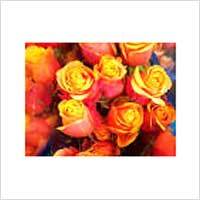 Dutch Roses