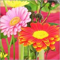 Gerberas Flower