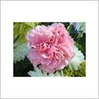 Carnation Flower