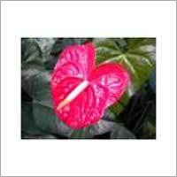 Anthurium Flower