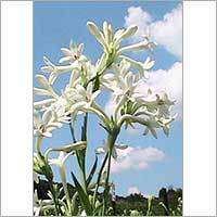 TubeRoses