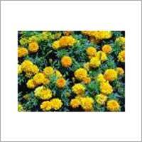 Marigold Flower
