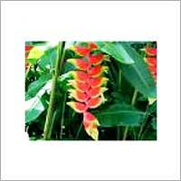 Heliconia Flower