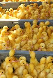 Vigova Ducklings