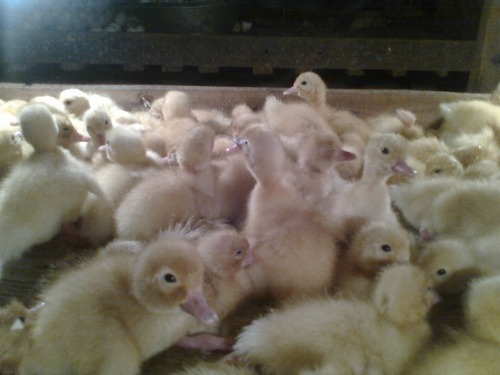 Pekin Ducklings