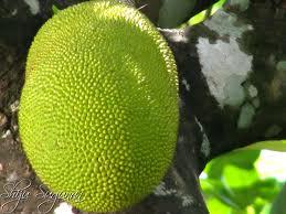 Jack fruit