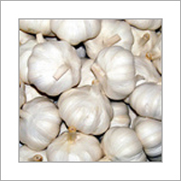 Fresh Garlic Fresh Garlic