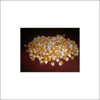 Maize Maize