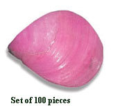 Shell Beads