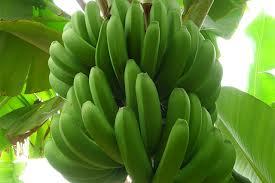 Green Plantain - 20-30cm Length, 5-10cm Width, Green | Fresh, Preserved, Nutritious, Versatile, Sustainable, Delicious