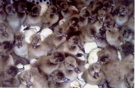 Khaki Campbell Ducks