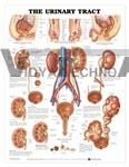 The Urinary Tract Anatomical Chart 