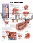  Click to Enlarge  The Prostate Anatomical Chart 