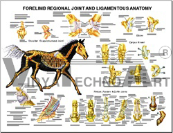 Equine Forelimb Joint And Ligament Wall Chart