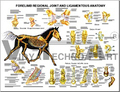 Equine Forelimb Joint And Ligament Wall Chart 