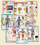 Blueprint For Your Health Anatomical Chart Set - All 9 Laminated 
