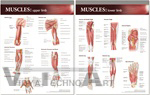 Atlas Of Anatomy Musculature Anatomical Chart Set - Laminated, Varying Size, Red | Detailed Musculature, Regional Approach, Educational Use