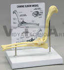Anatomical Models