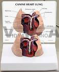 Canine Heart Lung Anatomical Model