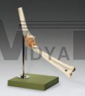 Elbow Joint Fully Functional Professiona  Al Model