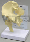 Hip Joint Anatomy Model
