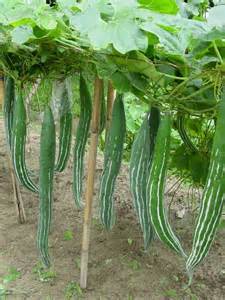 Snake Gourd