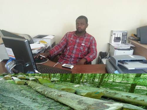 Pine Wood Sawn Timber