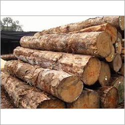 Teak Wood Logs